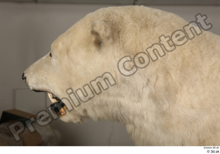 Polar bear head 0009.jpg